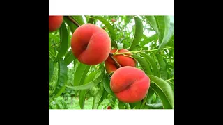 Правила посадки персика под углом 45 градусов на Урале