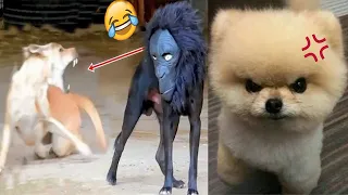 Tik Tok Chó Phốc Sóc Mini 😍 Funny and Cute Pomeranian #262