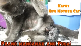 Paano manganak ang pusa? | Cat giving birth| Labor Stages| First time|  Ruby Dris TV