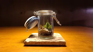 How To make a Tiny Tree Moss Terrarium QUICK BUILD