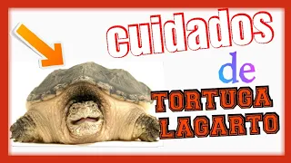 Cuidados basicos de tortuga lagarto (chelydra Rossignoni) tortuga lagarto 100% mexicana 🐢🌱