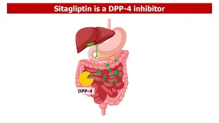 Sitagliptin: How It Works to Lower Blood Sugar