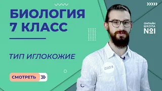 Тип Иглокожие. Урок 12. Биология 7 класс