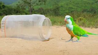 Build Unique Underground Parrot Trap Using Deep Hole & Bottle Plastic - Simple Parrot Trap