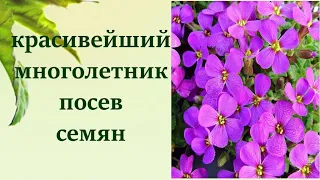 ОБРИЕТА, АУБРЕЦИЯ,  ПОСЕВ НА РАССАДУ, ОБРИЕТА ВЫРАЩИВАНИЕ СЕМЕНАМИ.