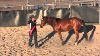 Ground work handling with a sensitive 2 years old filly