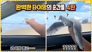 평생 한번 일어날까 말까 한 완벽한 타이밍의 순간들 4탄