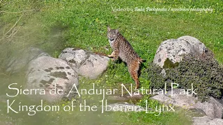 Iberian Lynx' Kingdom - Andujar Natural Park