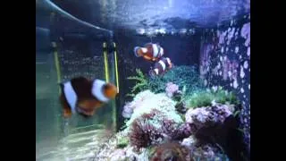 Клоун оцеллярис / Amphiprion ocellaris