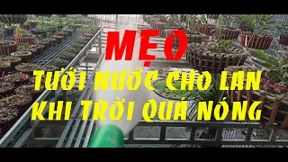 MẸO TƯỚI NƯỚC CHO LAN KHI TRỜI QUÁ NÓNG