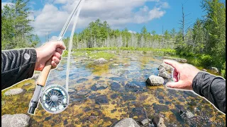 Fishing The CLEANEST Water Creek In The Backwoods!