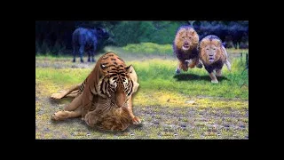 Tiger vs Lion Real Fight | LION VS TIGER , Powerful Lion vs Bengal Tiger