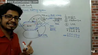 Crispr cas9 gene editing explained