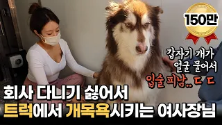 트럭에서 강아지 목욕시키며 월 2000만원 버는 여사장님 "대기업보다 잘 벌어도 망하는 이유"  [ 갈간남 휴먼스토리 장사의신 30대자영업자 탐구생활 트럭 ]