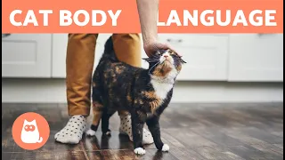 Why Does My CAT RUB Against My LEGS? 🐱 Answer May Surprise You!