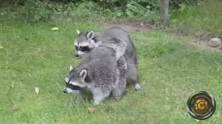 mating raccoons