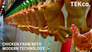 Inside Modern #ChickensFarm - #PoultryFarm Technology - Amazing Automatic Meat Harvesting Technology