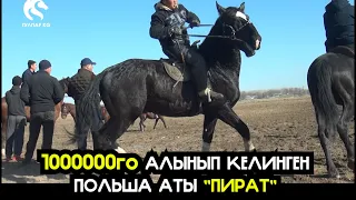 ЖАНЫ ЖЫЛДЫЗ АТ / ПОЛЬШАДАН АТАЙЫН 1000 000го АЛЫНЫП КЕЛИНГЕН "ПИРАТ"