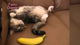 Funny Cats vs Bananas Compilation # 4 / Реакция котов на банан! Подборка Приколов # 4