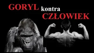 GORYL kontra CZŁOWIEK - kto wygra