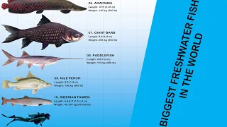 Top 10 Biggest Freshwater Fish In The World