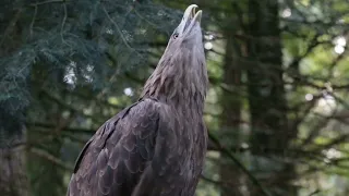 Eagle Scream and eagle sounds nature