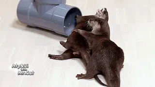 Otters React As if They Haven’t Seen Each Other for Months [Otter Life Day 898]