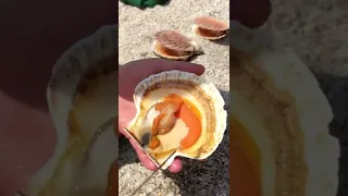 What's inside a Scallop?