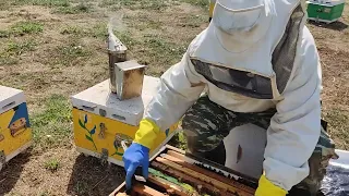 Πώς ενισχύουμε με πληθυσμό ένα αδύνατο μελίσσι; Μελισσοκομία 2022