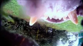 GoPro Got Eaten By A Grizzly Bear!