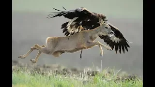 Eagle vs Deer real Fight To Death - Wild Animals Attack