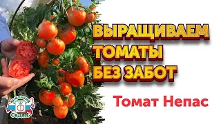 САМЫЕ НЕПРИХОТЛИВЫЕ СОРТА ТОМАТОВ - Томаты серии Непас // Томаты с высокой урожайностью