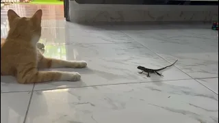 Kucing dan kadal 🦎 #cat #catfunny #kucingimut #catvideos #funny