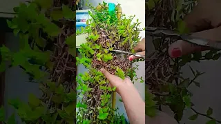 How to trim turtle vine #shorts #trending #nishthamahant