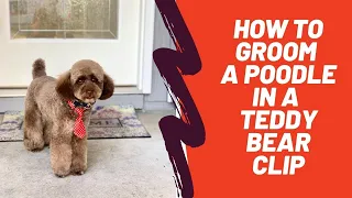 HOW TO GROOM A POODLE IN A TEDDY BEAR CLIP