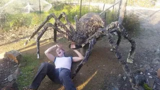 What If Spiders Were Human Sized ?