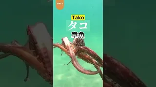 #Shorts【日語單字】10種海洋生物的日文 / Learn 10 Sea Life Words in Japanese