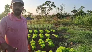 hoje o DIA FOI DE COLHEITA, SÓ ALFACE TOP #agricultura #hortaliças #colheita