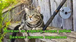 Можно ли кормить кошек рыбой  Важные правила кормления Is it possible to feed cats with fish