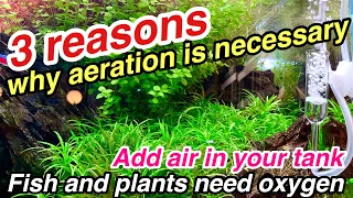 3 Reasons Why Aeration is Necessary in your Planted Aquarium ~ Fishes and Aquatic Plants need Oxygen