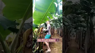 Banana Farming #satisfying #shortsvideo