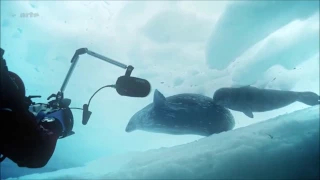 What Weddell seals sound like