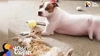 Dog and Cat Secretly Hang Out When No One is Looking - ELMO & EMMA | The Dodo Odd Couples
