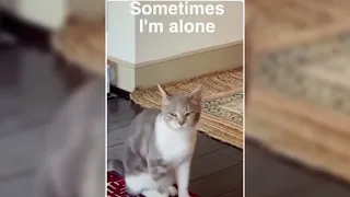 sometimes i'm alone sometimes i'm not hello - tiktok cat singing autotune shorts