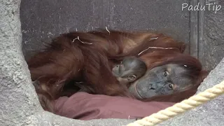 Orangutan Baby with Mather - Prague Zoo [2024]