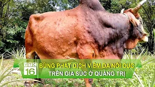 Cảnh báo khẩn về sự bùng phát dịch viêm da nổi cục ở Quảng Trị | VTC16