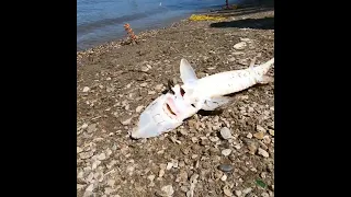 Рыбалка осетра на реке Миссисипи - Mississippi River fishing sturgeon 2018