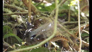 Lyrebird goes crazy mimicking