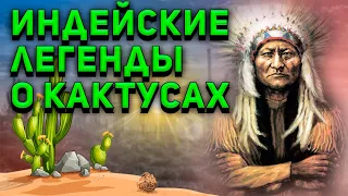 Индейские Легенды о Кактусах. Мифы о кактусах. Уход за кактусом.