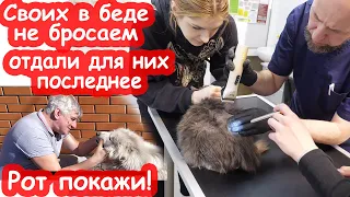 VLOG Что случилось с Махой. Отдали в ветеринарке почти все свои деньги